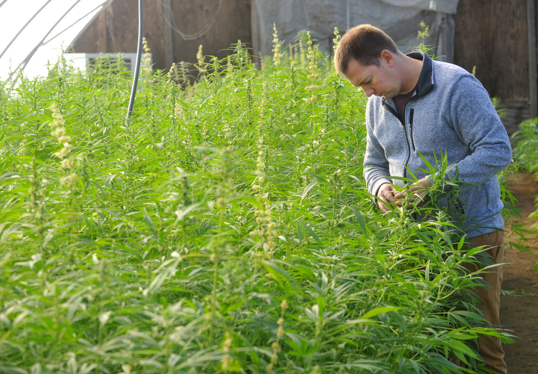 120520-qc-nws-hemp-132
